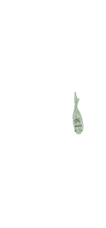 1匹目