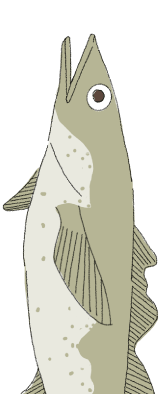魚1